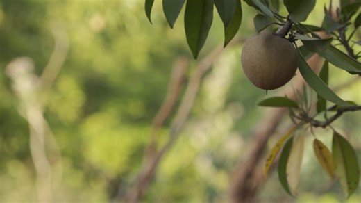 Fruit, Plant, Beautiful Wallpaper. Free Stock Video