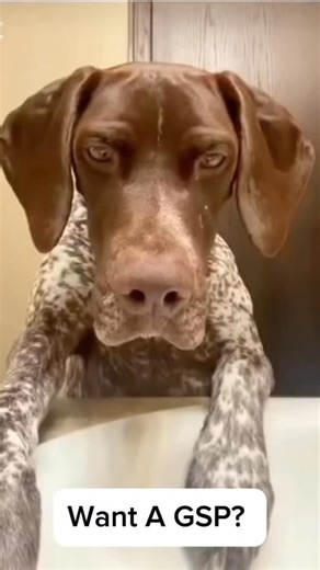 Meet the German Shorthaired Pointer (GSP) — a breed celebrated for its agility, intelligence, and unwavering work ethic. 🤎🐾 Originally developed as an all-purpose hunting companion, the GSP brings together power, stamina, and a keen nose, making it one of the most versatile sporting breeds in the world. Beyond the field, they’re affectionate, loyal, who thrive when they’re part of the family’s daily routine. With their sharp minds and high predatory motor pattern drive, GSPs love to learn — wh