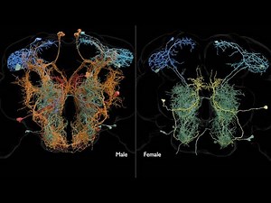 Sexual dimorphism in the fruit fly central nervous system