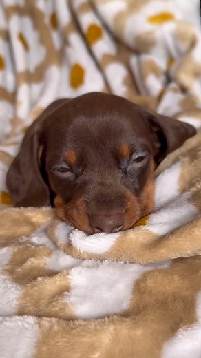 🐶 URGENT ADOPTION ALERT! 🐶 We have adorable 3-month-old Mini Dachshund puppies looking for their forever homes! These sweet pups are playful, affectionate, and full of charm, making them the perfect companions for families or individuals. With their curious nature and wagging tails, they’ll thrive in a loving home that can provide playtime, cuddles, and gentle training. Our Mini Dachshund puppies are starting to learn basic obedience and are eager to grow with their new families. They need pat