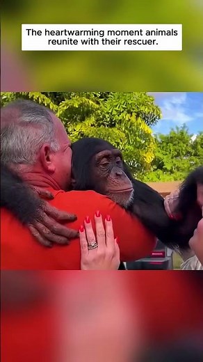 The heart warming moment animals reunite with their rescuer.