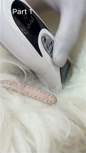 Matted Hair poodle shaving - Shaving ASMR /Part 1 #petcare #grooming #satisfyinggrooming #cute