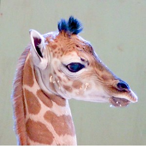 83K views · 211 reactions | CUTE ALERT!! After being pregnant for 15...