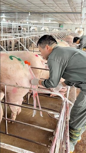 Pig Farming | How We Take Care Of Breeding Pigs Professional | RANG FAMER