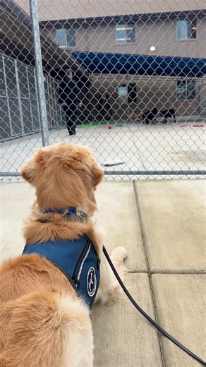 Every Assistance Dog’s journey begins with one brave step. Newly appointed Assistance Dog in Training 🐾 Rooster watched proudly from the sidelines at matriculation last weekend… and now he’s taking his own first steps. Playing, learning, and bonding with his new DBL friends. The future is bright for this little superstar! #ServiceDogJourney #DogsforBetterLives #AssistanceDog #DBL | Dogs for Better Lives