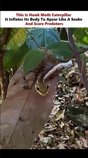 A scary Defence System 😱 #physics #scienceexplained