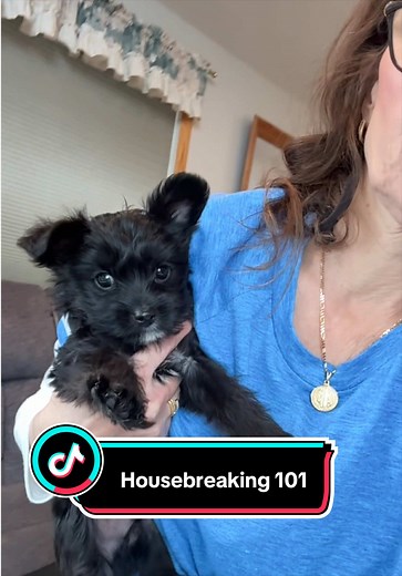 Housebreak Your Yorkie: Simple Steps for Success