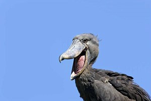 What Does a Shoebill Stork Sound Like? Hint: It's Quite Freaky!