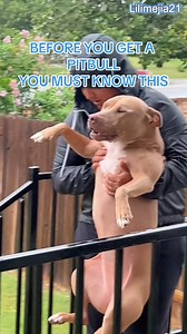 they are made of 💯 sugar so they melt when wet 😂💕🥰 | Pablo The Bully