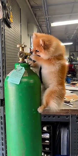 Cute Dog Inhales Helium| Helium Balloon Dog Moment 2025 #funnydog #cutepuppy #viralshorts #petlover