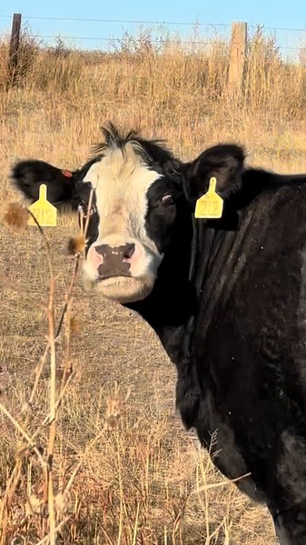 Understanding Cow Care on a Farm