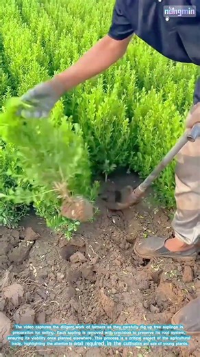 The Careful Extraction of Tree Saplings