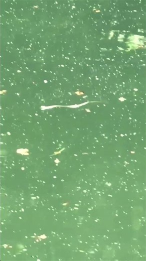 Unterwegs mit dem Fahrrad… und plötzlich eine Schlange im Fluss 😳🐍🚴‍♂️