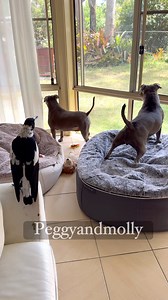 649K views · 25K reactions | A high level security operation is in Progress the guard dogs Peggy and Ruby and magpie Molly take their duties very seriously - especially when it comes to a possum intrusion . The possum remains unfazed as his focus is fruit scraps left out for him . It does not stop these three guarding the territory with barking and lots of other noises thrown in . Sound on  | Peggy and Molly | Facebook