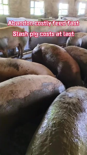 Raising pigs #When raising fattening pigs, the weight gain is measured in