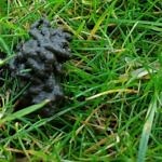 Earthworm Mounds and Damage To Lawns - Tips - Lawn Green