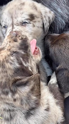 39K views · 481 reactions | Geschwisterliebe ❤️ | Labrador und Leopard Labrador Dog Zucht "of Ruby Sunset" | Facebook