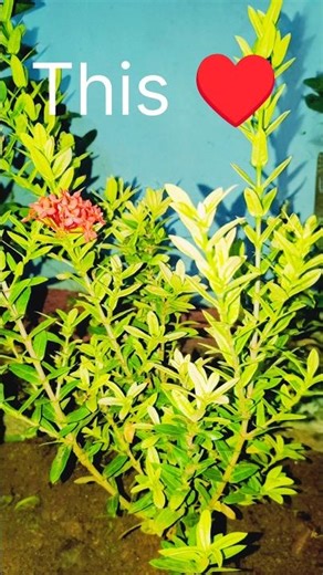 Ixora repotting transition #plants #gardendelight