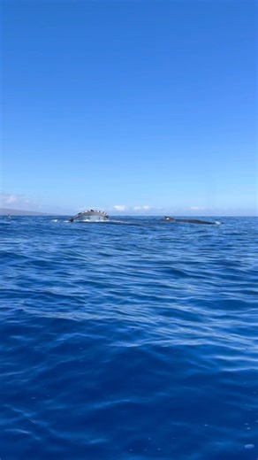 Here’s some whale ASMR for you! 📢🐋 One theory suggests that whales splash as a form of communication. Behaviors like breaching (leaping out of the water) and tail or flipper slapping (striking the water’s surface) can create powerful sounds that travel long distances 🌀 #maui #whalewatching #hawaii #travel #whaleseason | Hawaii Ocean Rafting