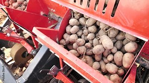 Sprouted potato tubers pours out of potato planter onto soil, onto furrow