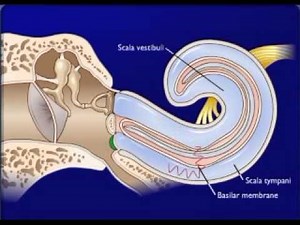 effect of sound waves on cochlear structures