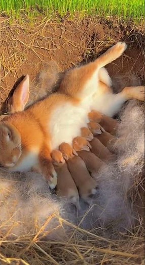 Mother Rabbit Nursing Newborn Kits (Close-Up ASMR Nature Sounds)