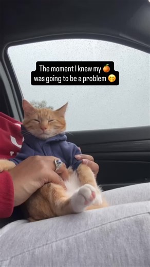 Today marks exactly 2 years since we started creating content and going viral through our pup cup videos. All week long, we’ll be sharing our most viral pup cup moments. Thank you for being part of this journey through the highs and lows ❤️ #seventheorangecat #pupcup #catadventures #catlovers #cats | Seven The Orange Kitty & Fam