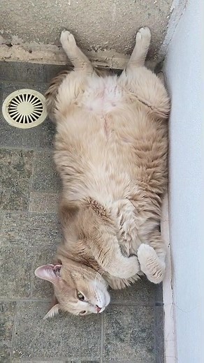 Exploring the World of Gatoulis Cats