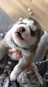 389K views · 15K reactions | This is the cutest sound ever! ❤藍 | The Woof World | Facebook