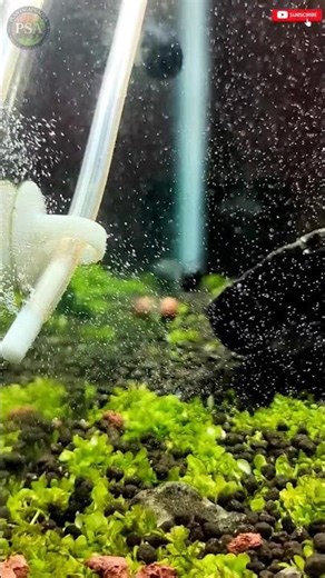 DIY CO2 AND DIFFUSER #plantedtank #diy #shorts #co2