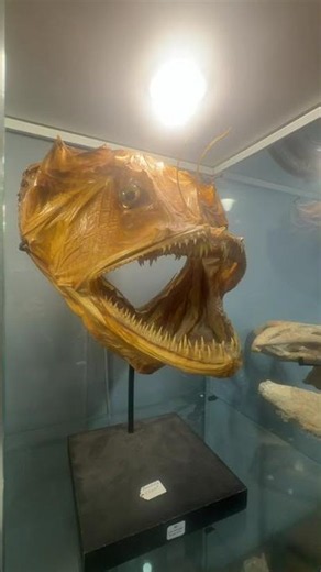 The Monster of the Deep: A Terrifying Encounter with the Dragonfish!