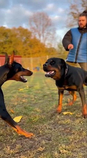 Doberman vs Rottweiler — Guard dog fight #dogfight #dogshorts #shortsviral