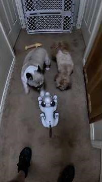 Playdate with a Robot?! Zoey’s Reaction is Priceless!