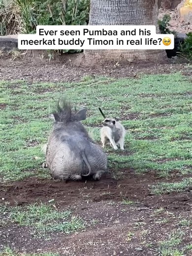 Beyond the Wildlife on Instagram: "African warthogs and meerkats share a surprisingly charming relationship that almost feels like a relaxed friendship. They do not rely on each other completely, yet they quietly make life a little easier for one another. Warthogs often settle into old burrows first created by meerkats, while meerkats enjoy snapping up insects that are disturbed when warthogs dig and forage. Over time, this easy interaction creates a sense of comfort between them, with warthogs