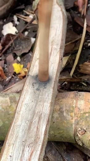 How to Start a Fire with Friction | Survival Skills #survival #bushcraft #outdoors