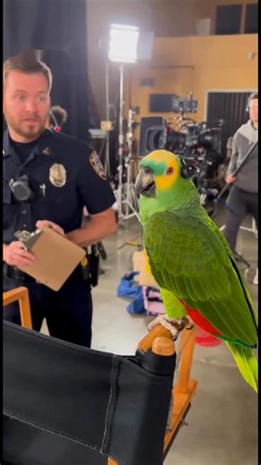 193K views · 5.7K reactions | 藍 On Set Chaos | Parrot Takes Over the...