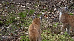 Lynx kittens playing with sapling tree
