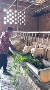 Farmer Feeding Fresh Green Forage to White Goats in a Pen