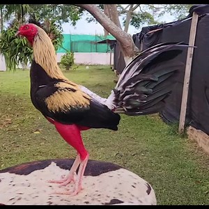 6.4K views · 729 reactions | Cómo prevenir y quitar el piojo en nuestros gallos y gallinas #viralreelschallenge #Tendencias2023 #GallosDePrimerNivel #gallosdelmundo #TendenciaEnRedes #viralvideochallenge #viralpage #viralfb #tendencias #mo | Criadero la cabaña | Facebook