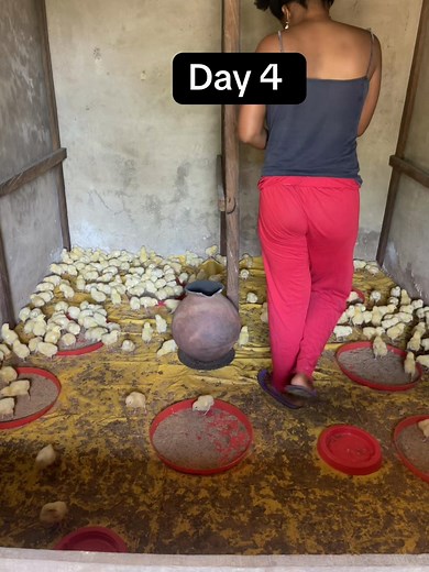 Day 4 Broiler Chicken Farming Update 🐣