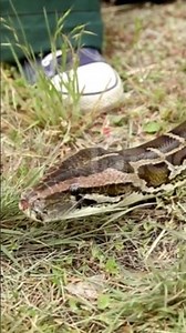 snack 🥨😋 #snake #naagmani #wildlife #nature #naaginjaisikamarhila