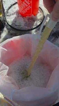 Ice water hash music edition#icewaterextraction #freshfrozen #tallpinebuds #icewaterhash#bubblehash