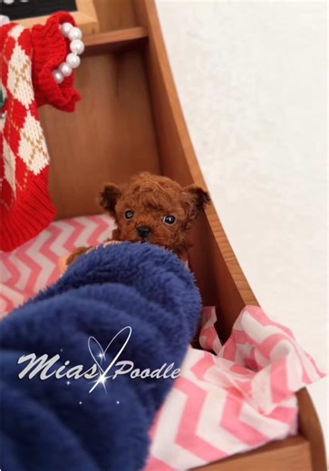Slow Down and Enjoy Life with Teacup Poodles