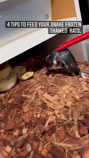 Feeding your ball python frozen rats.#frozenthawedmouse #frozenthawed #rats #snakes #snake #ballpython #reptilecommunity #feedingsnake #snakefood #fyp