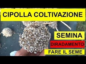 LA COLTIVAZIONE DELLA CIPOLLA- Orticoltura sostenibile (40)