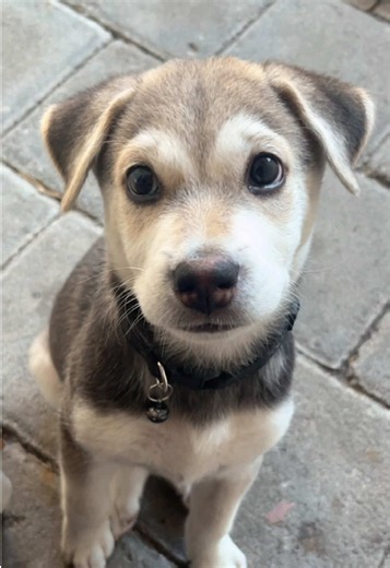 Puppy Oreo: Ajak Main Setiap Pagi? Tips Bermain dengan Anak Anjing