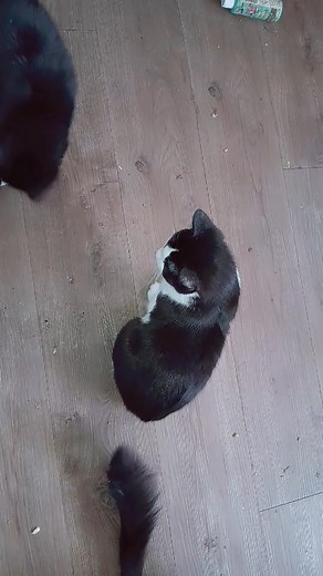 3 comments | Hiccup Still wont share his straw not even with his brother George | Rebekah Thompson | Facebook