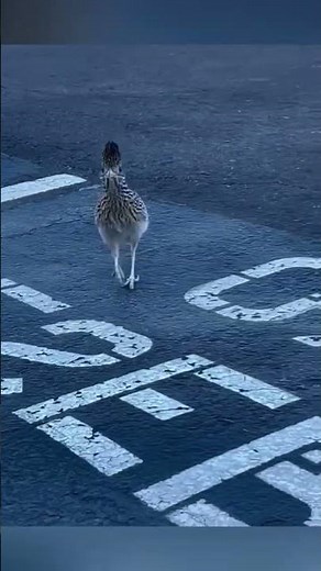 Roadrunner Bird: The Fastest Road Bird & Smart Snake Hunter | Amazing Facts About Roadrunner