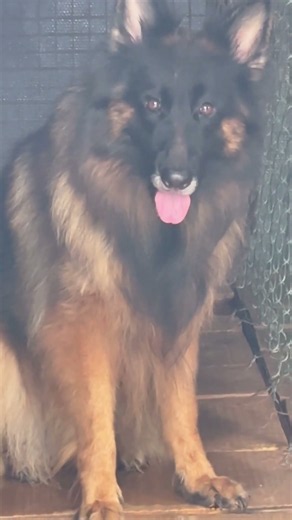 Origin German #blackgermanshepherd Shepherd #germanshepheard #germanshepherdpuppies #gsds #puppy