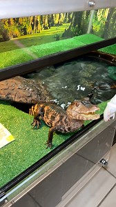 13K views · 315 reactions | Turns into a savage real quick #caiman #exoticanimals #feeding #exoticanimals #animals #reptile #crocodile #crocs | Tango Thedwarf Caiman | Facebook